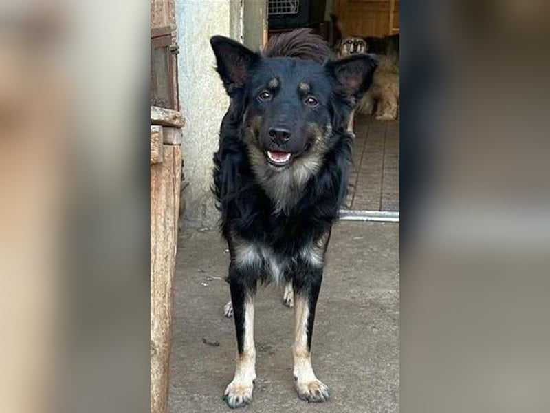 ⭐️EIKO⭐️echter Strahlemann, Rüde, 3,5 Jahre, 47 cm, Mischling, Tierschutz