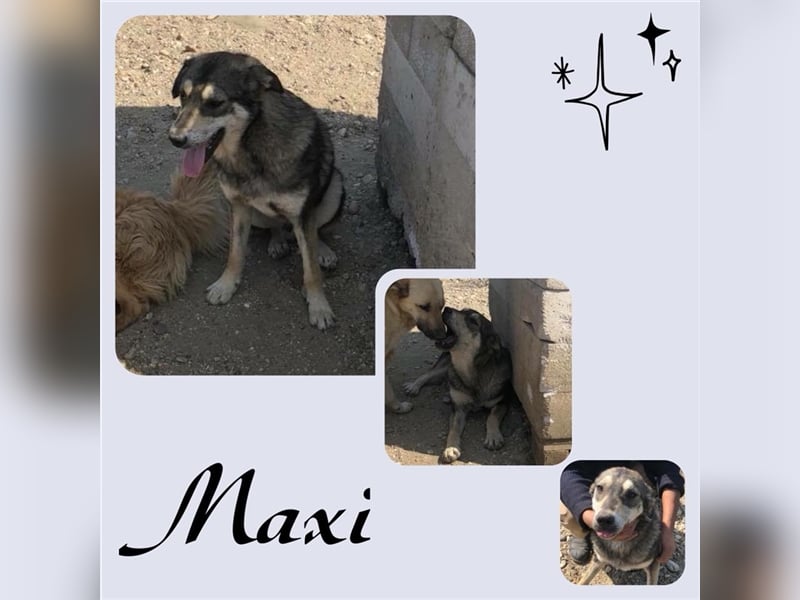 Maxi ist noch auf der Suche nach seinem Zuhause