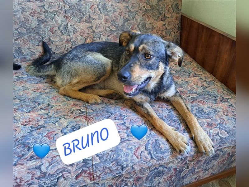 Bruni- Rüde Hundeschatz im besten Alter muss ins Tierheim