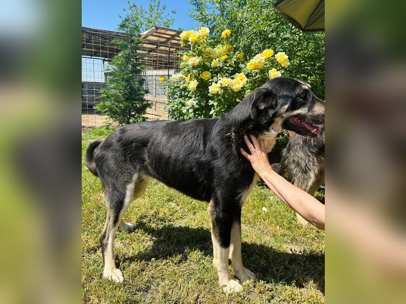 Gismo Tierschutzhund sucht ein Zuhause