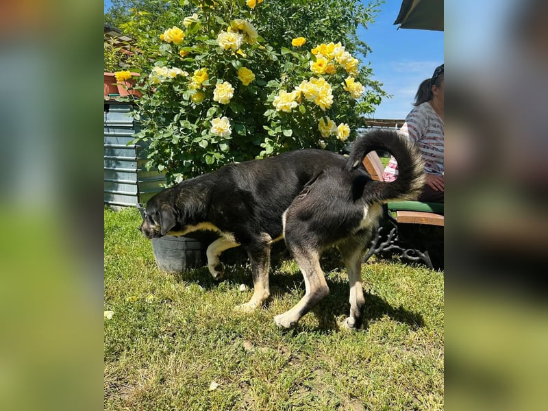 Gismo Tierschutzhund sucht ein Zuhause