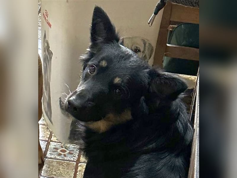 ⭐️EIKO⭐️echter Strahlemann, Rüde, 3,5 Jahre, 47 cm, Mischling, Tierschutz