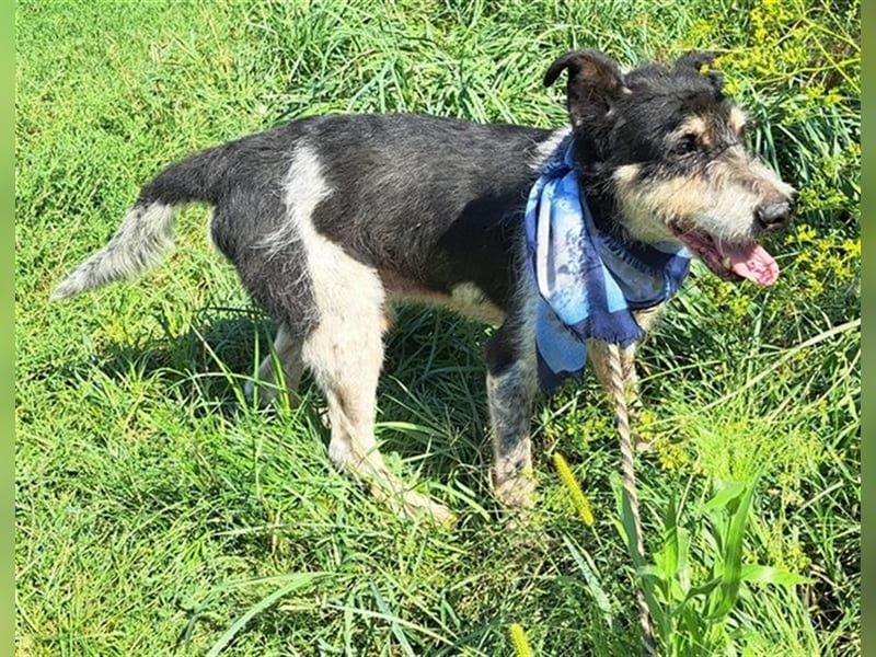 Fred 12 Jahre, wurde in Rumänien ausgesetzt