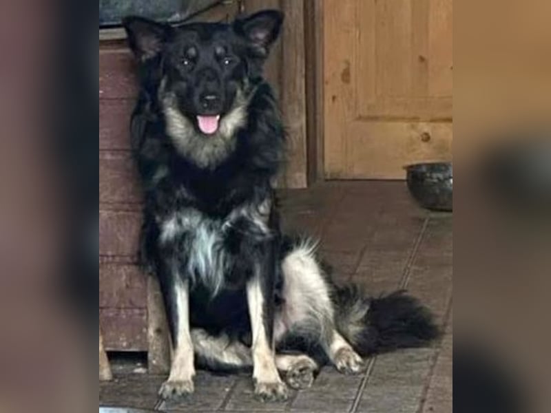 ⭐️EIKO⭐️echter Strahlemann, Rüde, 3,5 Jahre, 47 cm, Mischling, Tierschutz