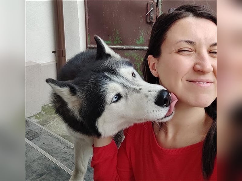Malamut Mädel Nova lebt in Berlin bei einer Orga