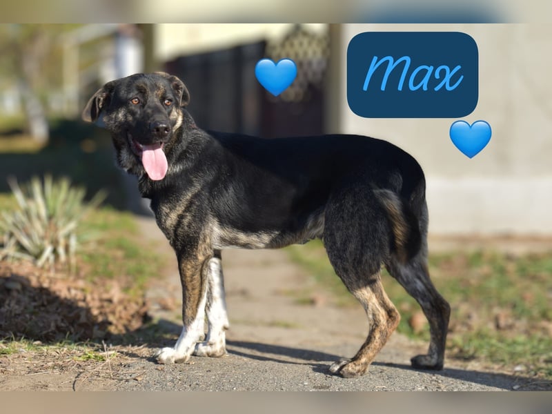 Max, so ein hübscher Bub, wartet in Rumänien auf die Ausreise