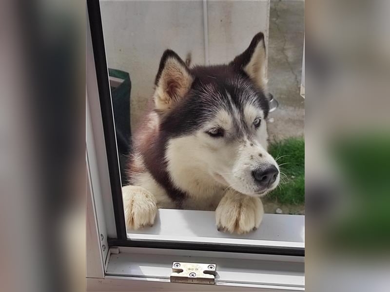 Malamut Mädel Nova lebt in Berlin bei einer Orga