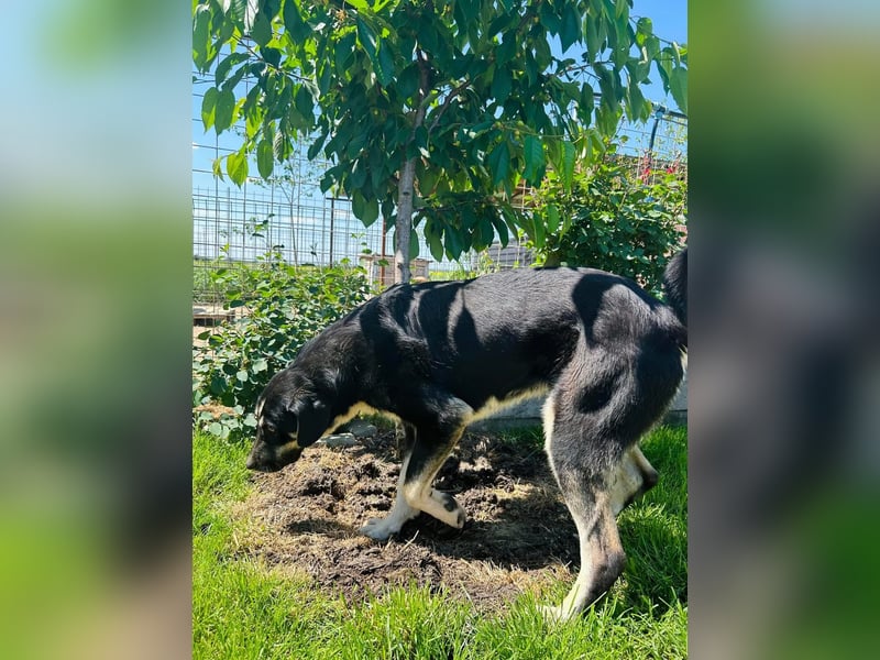 Gismo Tierschutzhund sucht ein Zuhause