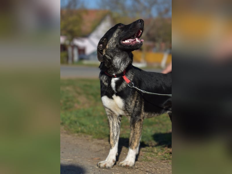 Max, so ein hübscher Bub, wartet in Rumänien auf die Ausreise