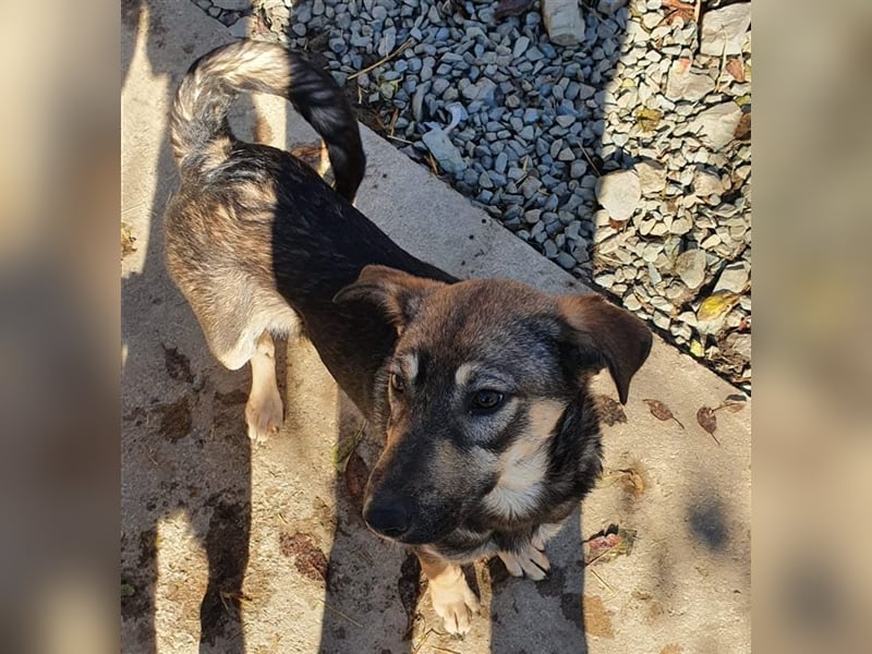 CARLOS