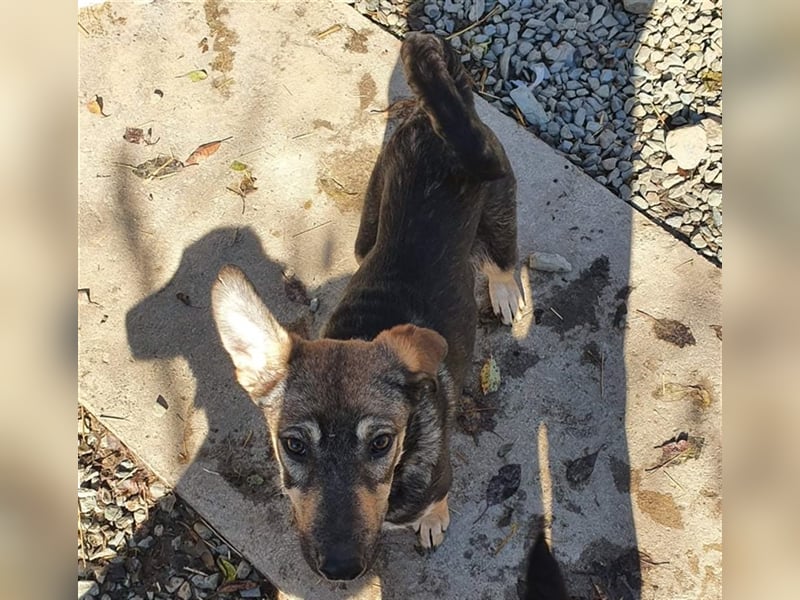 CARLOS