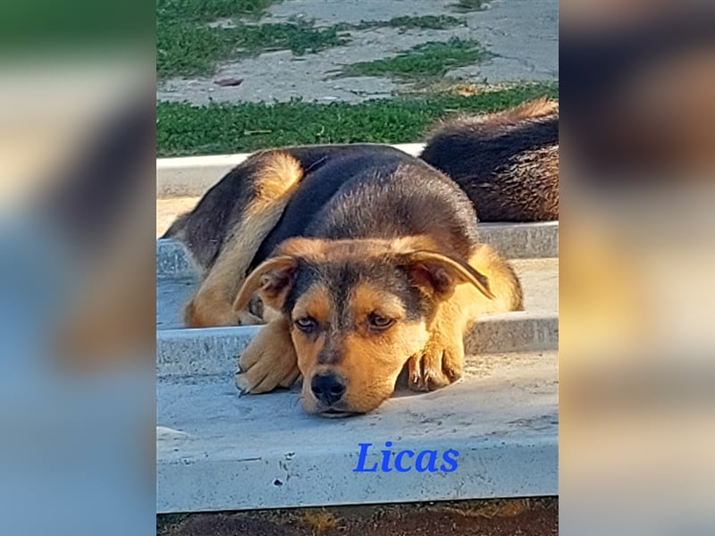 LICAS