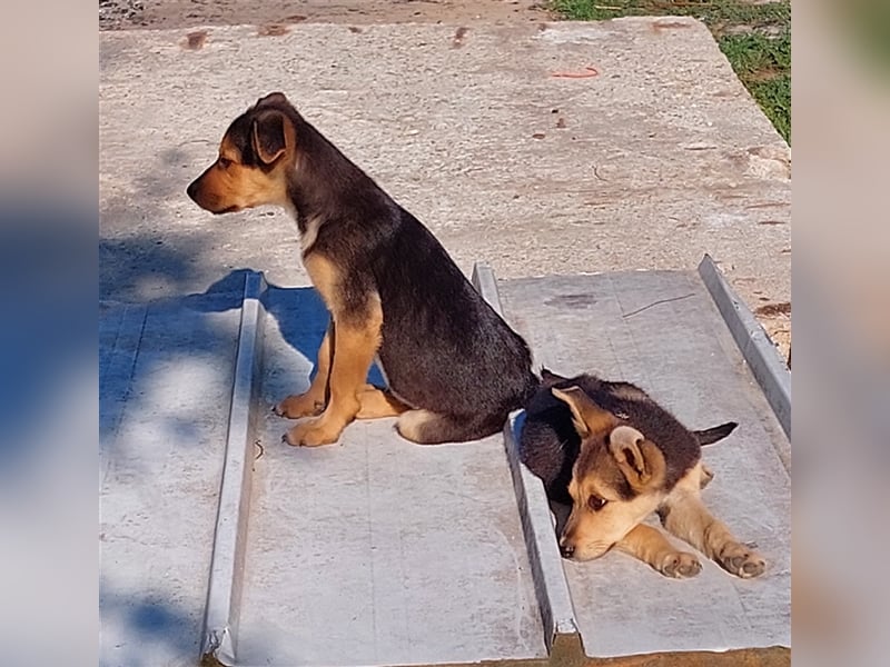 LICAS