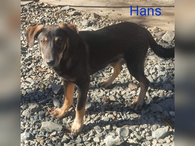 HANS