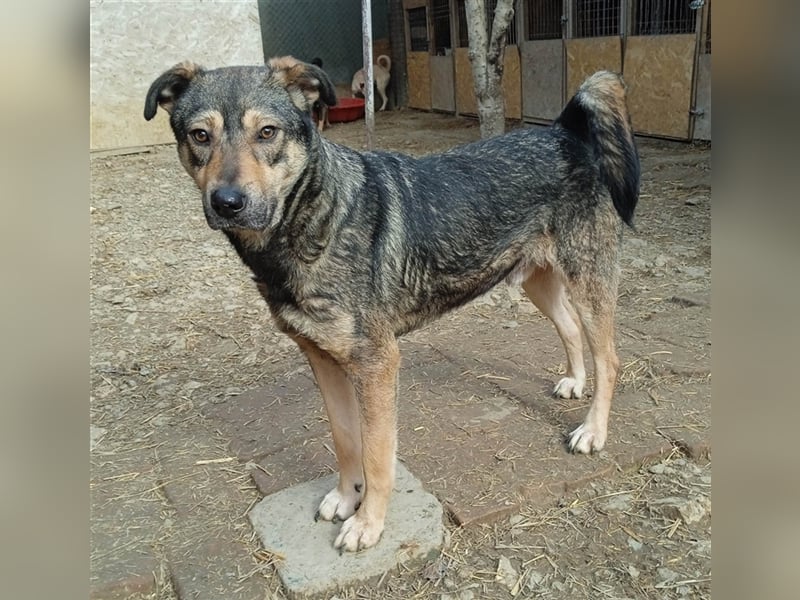 CARLOS