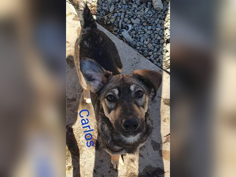 CARLOS