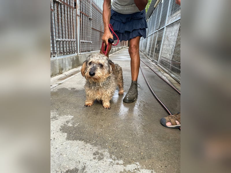 Maszola, Senior wurde einfach im Tierheim abgegeben