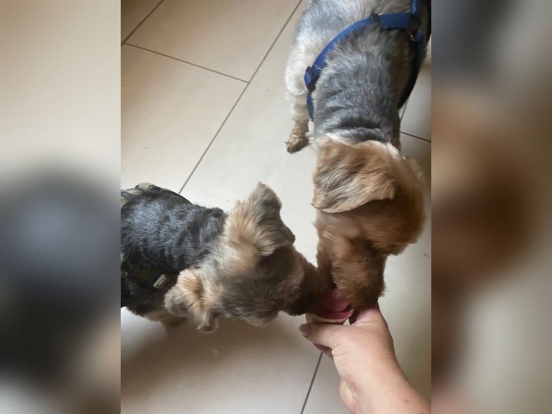Maszola, Senior wurde einfach im Tierheim abgegeben