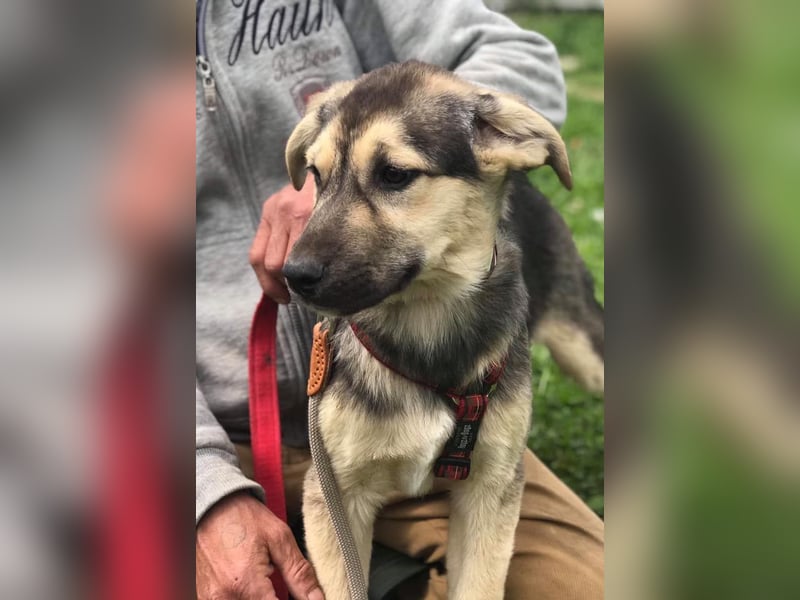 BUBI ❤️ Eilig! sucht liebevolles Zuhause oder Pflegestelle