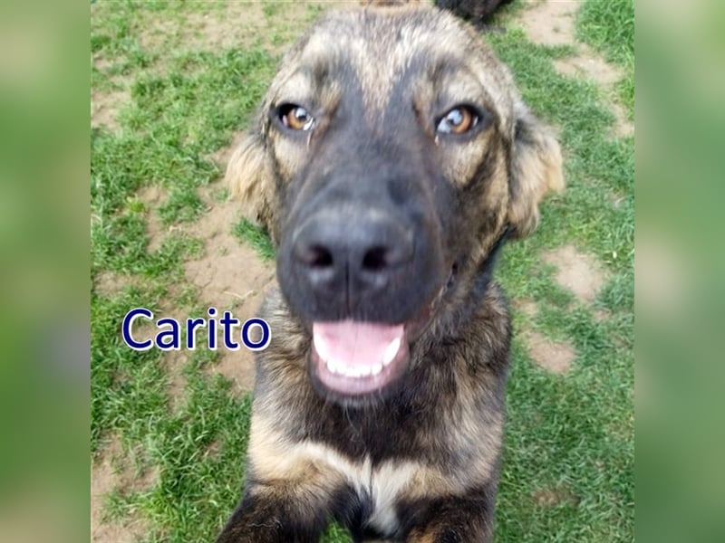 CARITO sucht liebevolles Zuhause