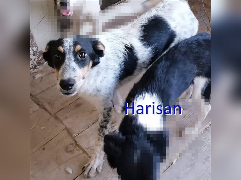 HARISAN ❤  sucht Zuhause oder Pflegestelle