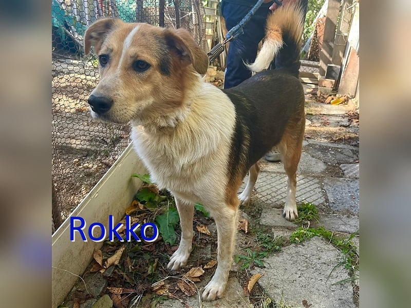 ROKKO ❤  sucht Zuhause oder Pflegestelle