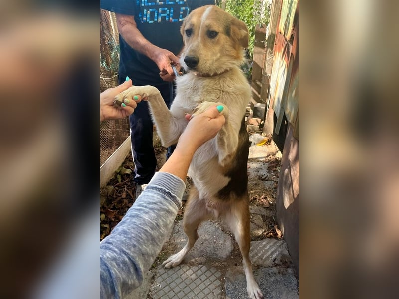 ROKKO ❤  sucht Zuhause oder Pflegestelle