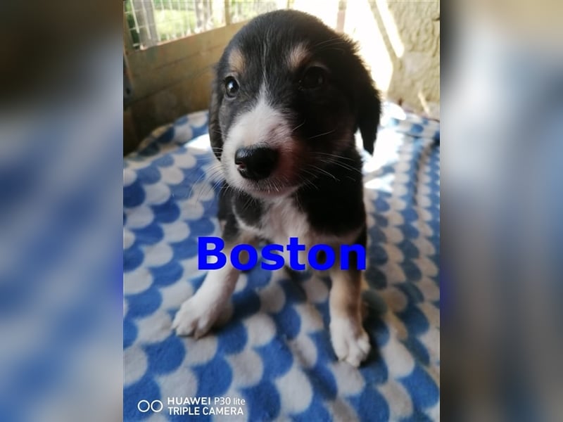 BOSTON sucht liebevolles Zuhause