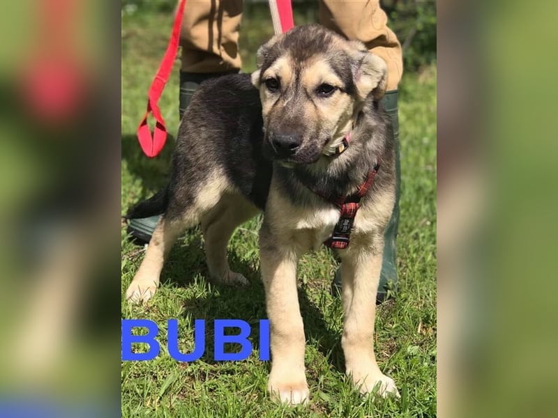 BUBI ❤️ Eilig! sucht liebevolles Zuhause oder Pflegestelle