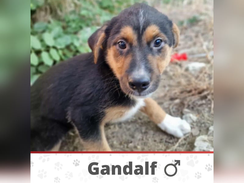 GANDALF ❤  wartet in 99707 Kyffhäuserland Seega auf Dich