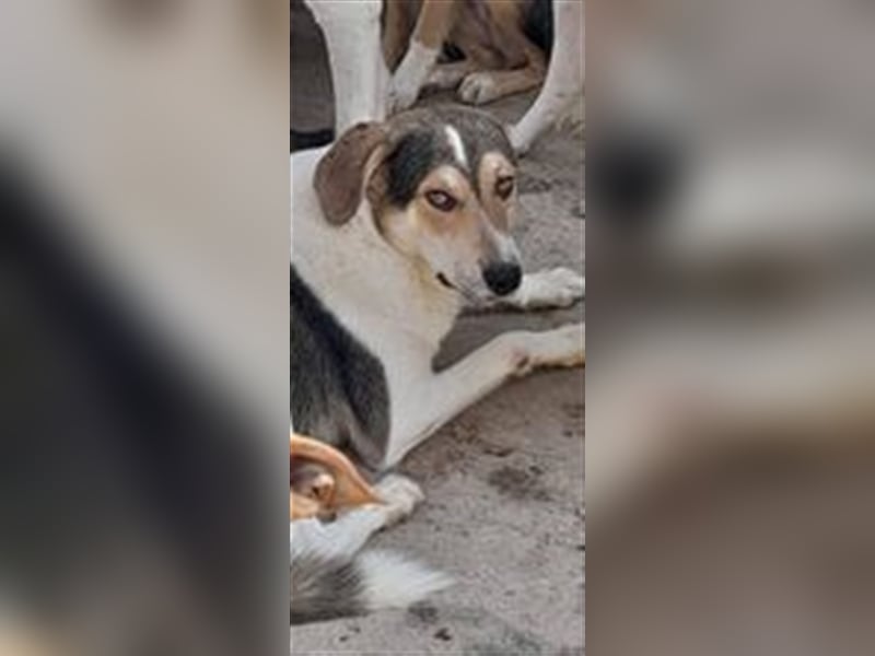 BOUBOU sucht liebevolles Zuhause