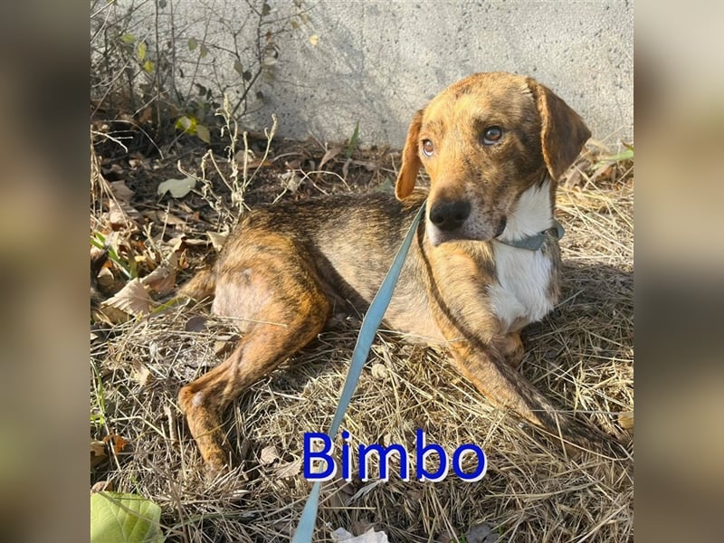 BIMBO ❤  sucht Zuhause oder Pflegestelle
