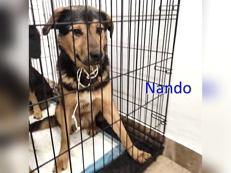 NANDO ❤ sucht Zuhause oder Pflegestelle