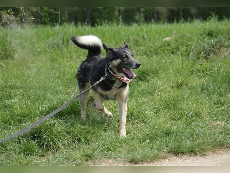 Karlos - Lieber Rüde, ca. 2018 geboren, sucht Zuhause, Familienhund, aktiv
