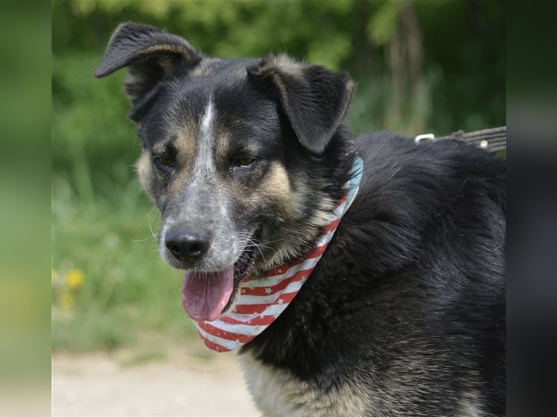 Karlos - Lieber Rüde, ca. 2018 geboren, sucht Zuhause, Familienhund, aktiv