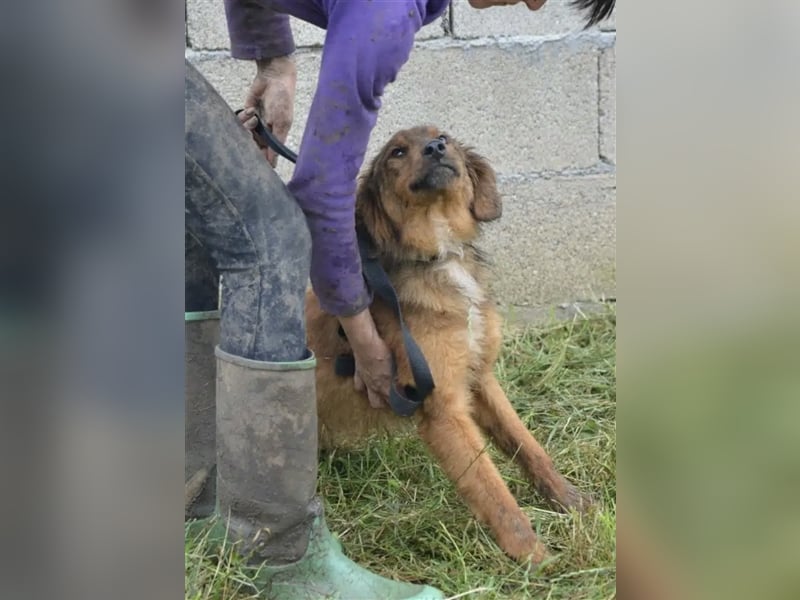 „Ricky“, ca. 2022 geb., sehr zurückhaltend, ruhig, sucht Halter mit Hundeverstand, gut verträglich