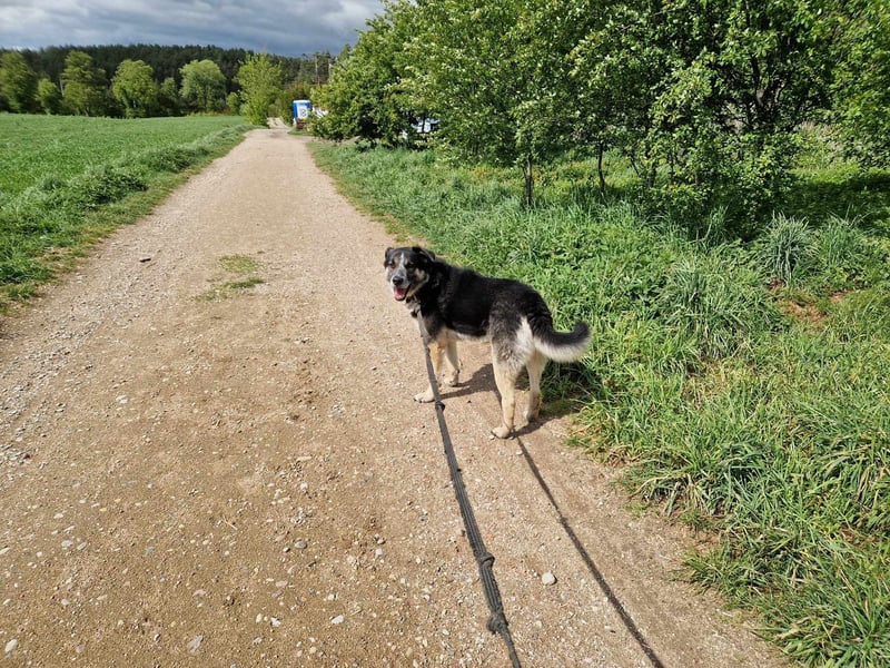 Karlos - Lieber Rüde, ca. 2018 geboren, sucht Zuhause, Familienhund, aktiv