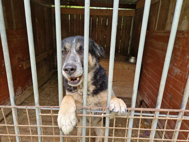 Karlos - Lieber Rüde, ca. 2018 geboren, sucht Zuhause, Familienhund, aktiv