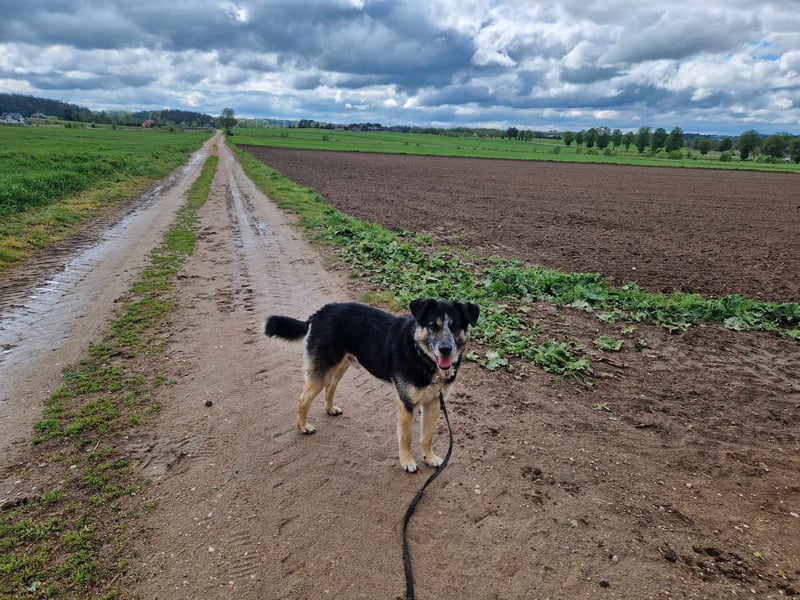 Karlos - Lieber Rüde, ca. 2018 geboren, sucht Zuhause, Familienhund, aktiv
