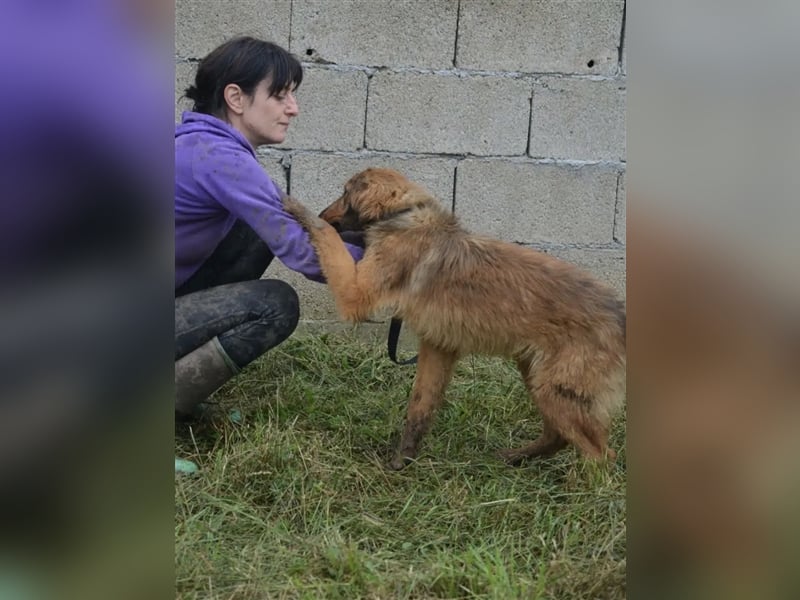 „Ricky“, ca. 2022 geb., sehr zurückhaltend, ruhig, sucht Halter mit Hundeverstand, gut verträglich