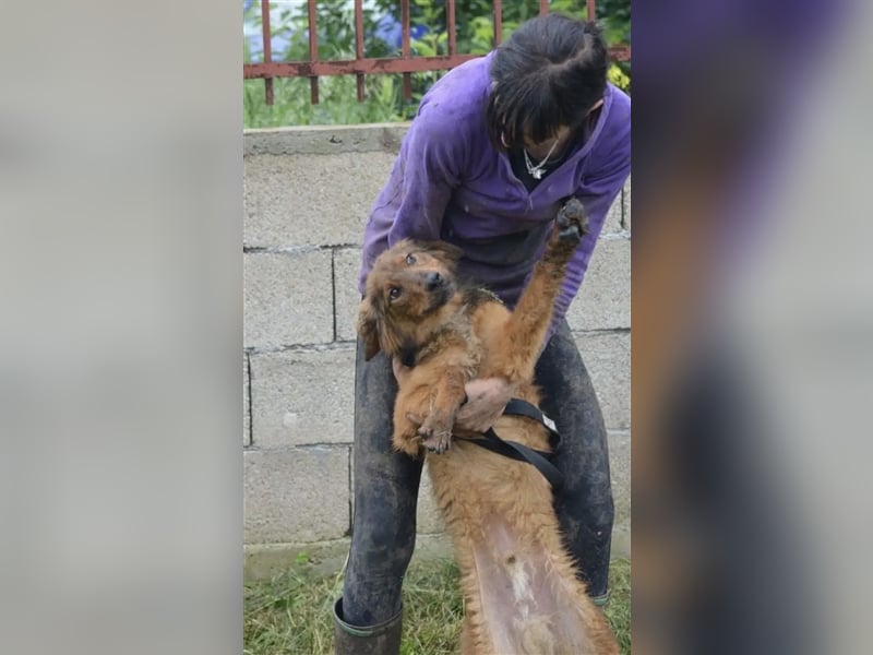 „Ricky“, ca. 2022 geb., sehr zurückhaltend, ruhig, sucht Halter mit Hundeverstand, gut verträglich