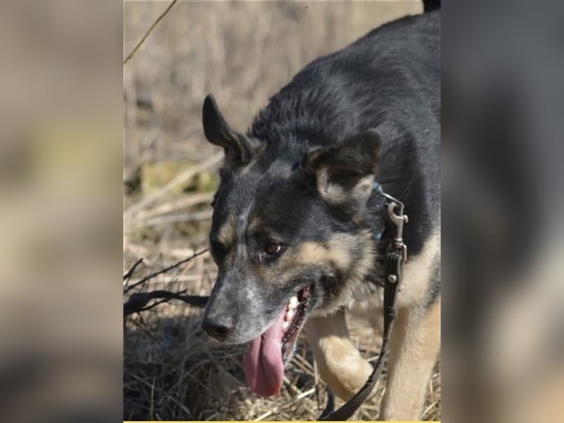 Karlos - Lieber Rüde, ca. 2018 geboren, sucht Zuhause, Familienhund, aktiv