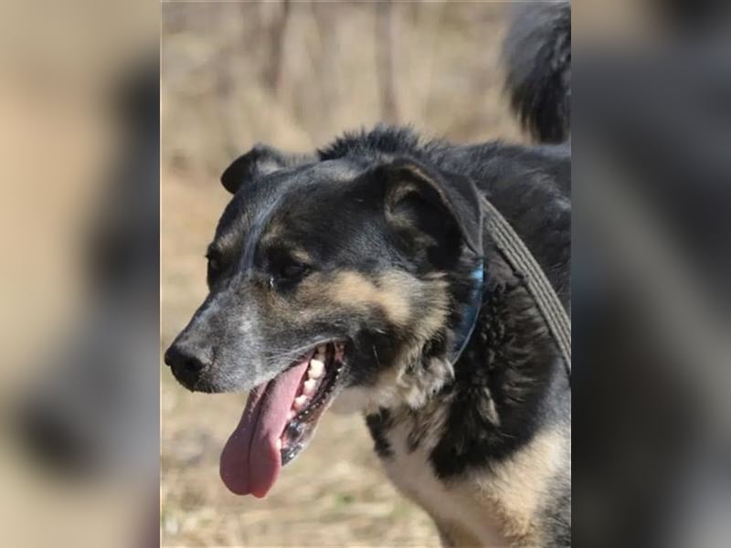 Karlos - Lieber Rüde, ca. 2018 geboren, sucht Zuhause, Familienhund, aktiv