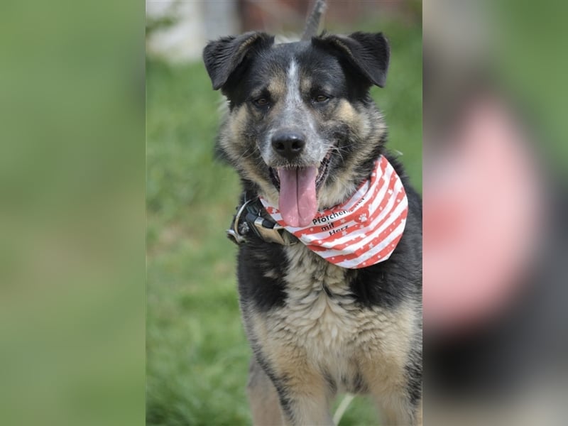Karlos - Lieber Rüde, ca. 2018 geboren, sucht Zuhause, Familienhund, aktiv