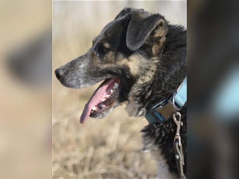 Karlos - Lieber Rüde, ca. 2018 geboren, sucht Zuhause, Familienhund, aktiv