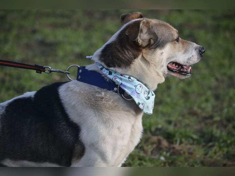 „Max“, aktiv, freundlich, gut verträglich, ca. 2 Jahre alt