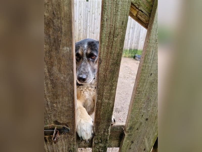 Karlos - Lieber Rüde, ca. 2018 geboren, sucht Zuhause, Familienhund, aktiv