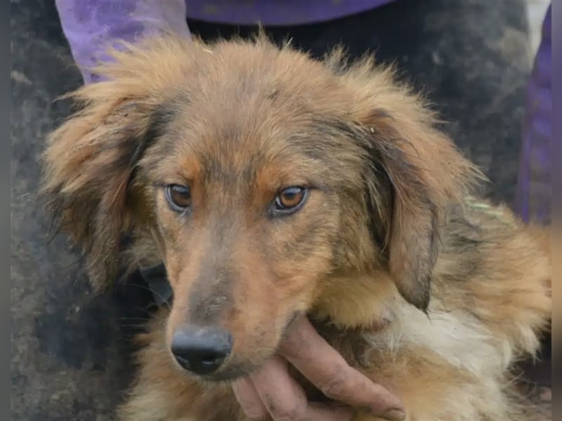 „Ricky“, ca. 2022 geb., sehr zurückhaltend, ruhig, sucht Halter mit Hundeverstand, gut verträglich