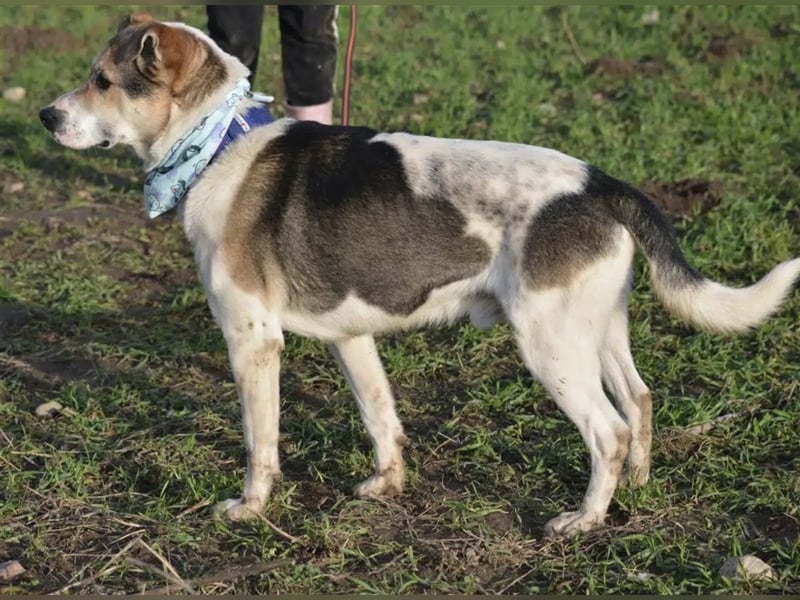„Max“, aktiv, freundlich, gut verträglich, ca. 2 Jahre alt