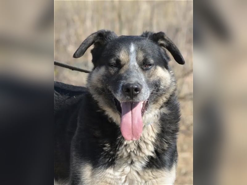 Karlos - Lieber Rüde, ca. 2018 geboren, sucht Zuhause, Familienhund, aktiv